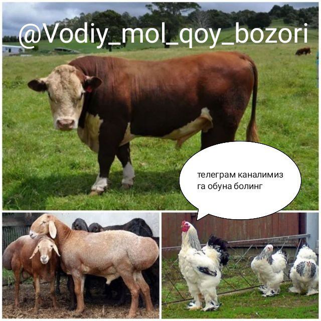 🥇Vodiy chorva mol savdo kanali